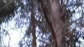 Wombat Burrows. NSW AUSTRALIA