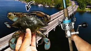 Dropping Giant Live Crabs For Bridge MONSTERS (combat fishing)