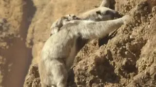 Prehistoric Planet Ice Age [2025] - Diabolotherium (Mother & Baby) Screen Time Part 3 Final 