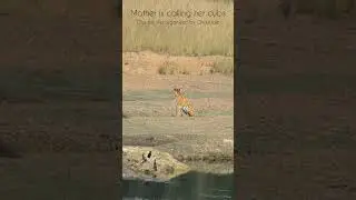 Call of a Mother ! Our guests experienced moment during our last guided trip in Umred Kharandla