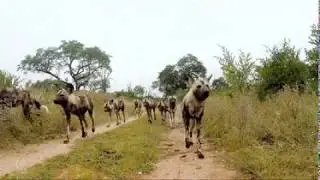 Unbelievable Wildlife in Africa Captured by Hidden Camera
