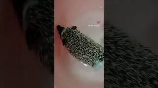 Bathing time 🦔#cute #hedgehog #pets