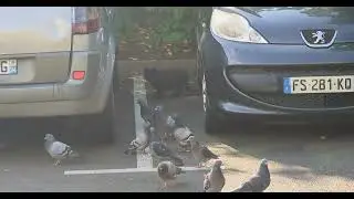 #Pigeon Gang vs  #Wildcat Gang and won 20230513 #Nature