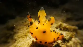 5 Amazing Nudibranch Fun Facts You Need to Know!