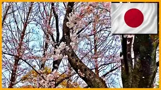 SAKURA🌸 JAPÃO 2024 HD PRIMAVERA
