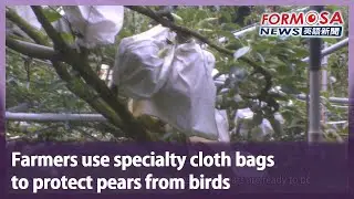 Farmers use specialty cloth bags to protect pears from birds｜Taiwan News