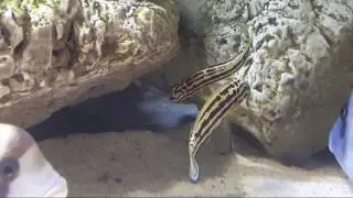 Palmiarnia