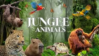 Animals of the Amazon Rainforest &ndash; Peaceful Wildlife Film with Calming Music