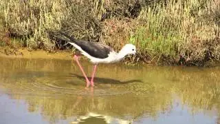 Black-Winged Stilt Feeding