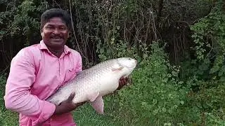 Big size Rohu fish catching with single hook hunting #video