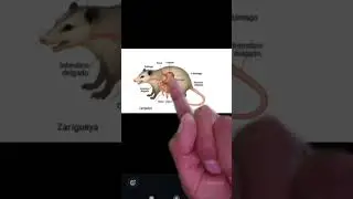 Sistema digestivo de una zarigueya