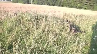 dogfight 2 - Hundekampf 2