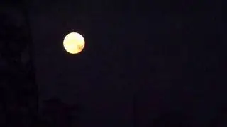 Perigee Moon Dawn Chorus Snippet.