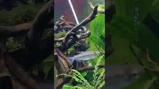 Pearling plants