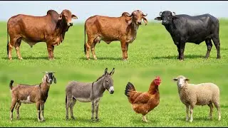 Happy Animal - Ram Camel, Camel Calf, Horse, Mare, Donkey, Mule, Ox - Animals Video