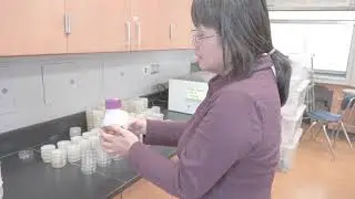 Pouring LB Agar/amp/ara Plates
