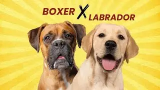 Boxador &ndash; The Loyal Boxer Lab Mix You&rsquo;ll Instantly Love