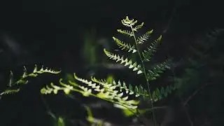 Looking for Spring