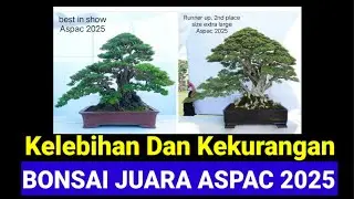 PEMBAHASAN BONSAI JUARA ASPAC 2025