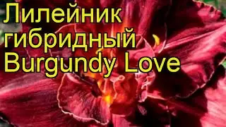 Лилейник гибридный Бургунди Лав. Краткий обзор, описание характеристик hemerocallis Burgundy Love