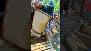 The Best Superhive Honey #beekeeping #honey #workerbee #honeybeesting #beekeeper #bee #savethebees
