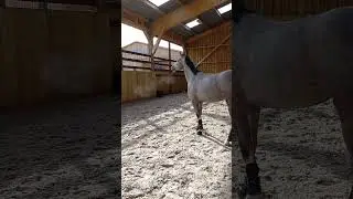 Horse on Fire #horses #horse #shorts #shor #cavalos #hipismo #shortsviral
