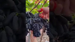 picking fresh grapes straight from the tree🍇🍇.                                           #shorts