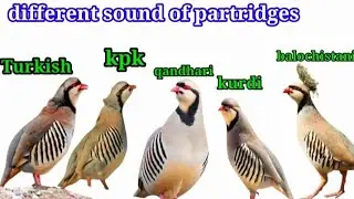 Differential chakor sounds in world videoMukhtalif chakor ki awaz