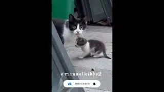 Mother Cats Protect Her Kittens #cat #kitten #protection #heroic