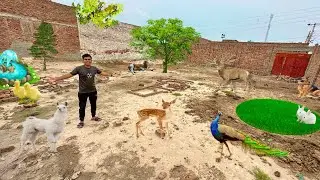 Big Zoo Bana Rha Hum Plot La Lia | Surprise 😍