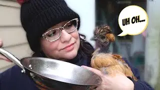 Chickens Stopped Laying Eggs? Here&rsquo;s Why!🍳🐔😭