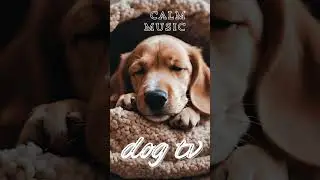 Dreamy Puppy Slumber: Calm Music  #dogtv #relaxingmusicfordogs