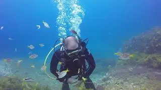 Montague Island - Dive Two