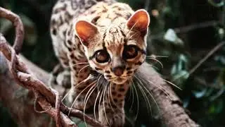 Interesting facts about margay by weird square