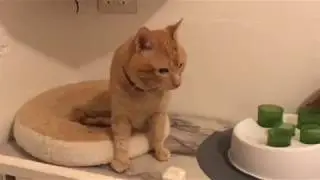 Tripod Kitty One Day After Leg Amputation