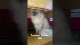 Stuart little snowbell brother in India #ytshorts #funnyanimal #coco #himalayancat #1millionviews
