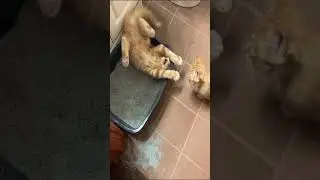 Cute Siblings Kitten Fight 🥰🤭😁