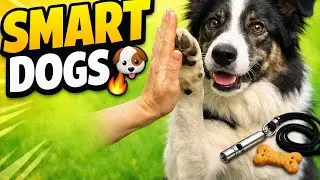 Smart Dogs in Training 🐕 | 2-Minute Dog Training Compilation 