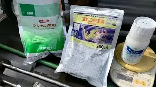 白菜の害虫と病気【防除編】19/11/8