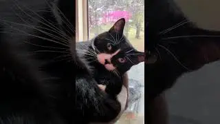 ᓚᘏᗢ Snoozy Kitty on His Cat Tower | Cute Tuxedo Cat Short