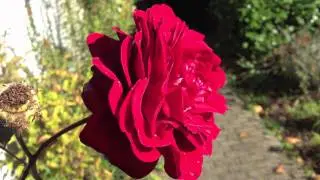 iPhone 4S Photo-Camera Test - felixba94