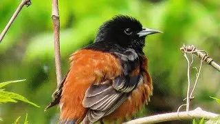 Orchard Oriole
