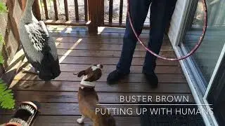 Buster Brown&trade;️ Putting up with Humans