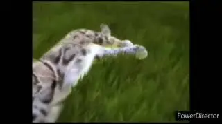 I'm Purring For Adorableness Cuteness Adorableness Adorableness Cuteness Adorableness Adorableness.