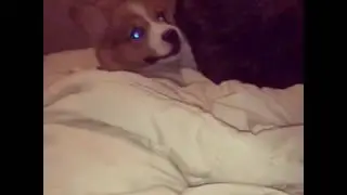 Epic fail! Face plant of a corgi pup!