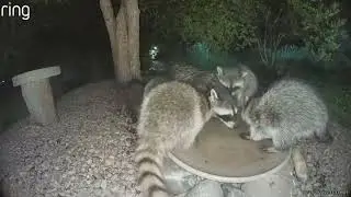 Colorado Critters 377 (Skunk vs. Raccoon Babies)