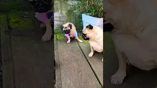 The fawn  girls know how to sit #pugs #grumble