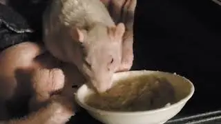 Senior rat Earl eats a variety of soft foods.