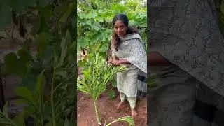 How to use elephant foot / yam for menopause