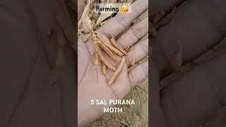 Farming 5 Sal purana moth 2019